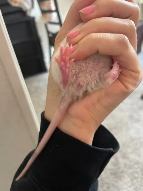 Please tell me this is a male rat…