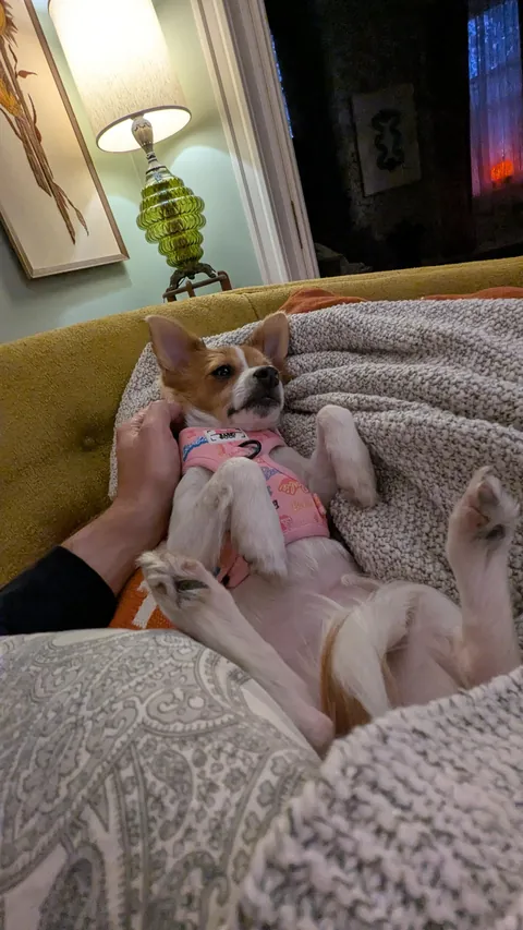 Ladies and gentlemen and all, meet Maxine. Our new 3ish month old Corgi-Chihuahua mix.