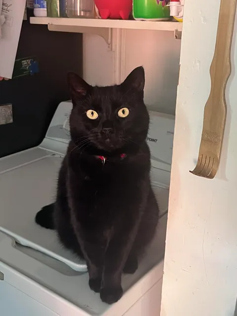 The face of a cat who has decided she only eats Churu now.