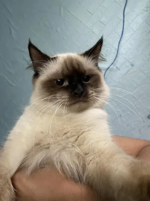 This cat adopted 2 hours ago and I'm already the side character in my own house hahaha