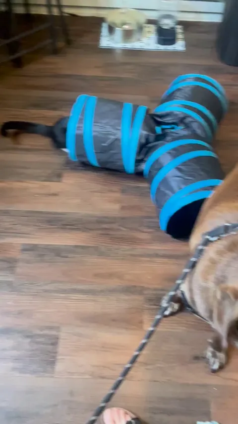 Jasper getting scared by our mischievous foster kitty