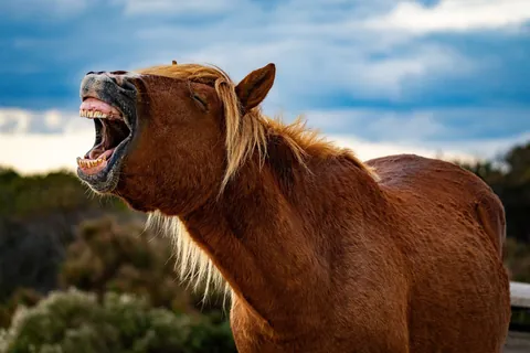 Wild horse came through our camp last weekend.