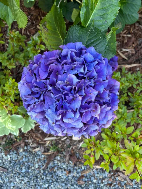 My hydrangea is in full bloom!
