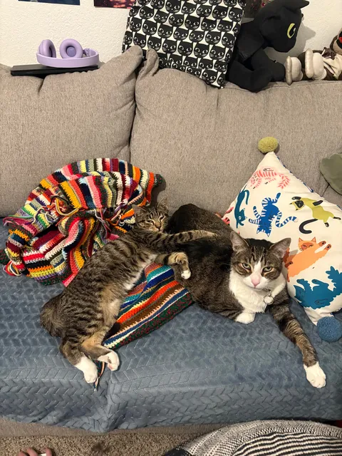 We got our cat a cat. Best decision ever!