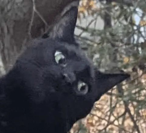 Black bear sighted on my property. How terrified should I be?