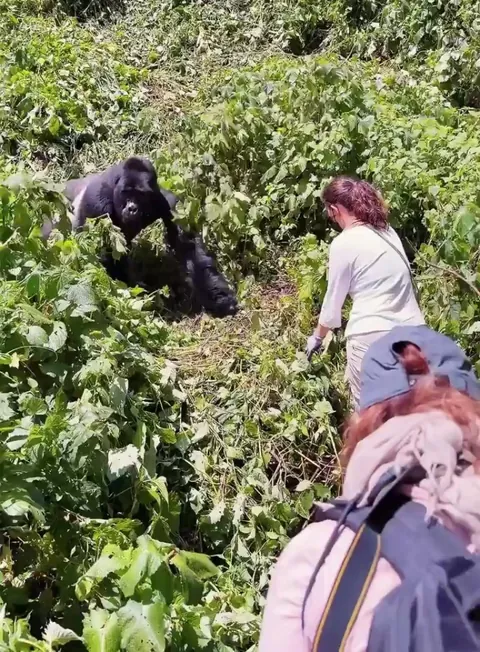 🔥big wild gorilla encounter humans in his way, seems like he doesn’t want to bother.