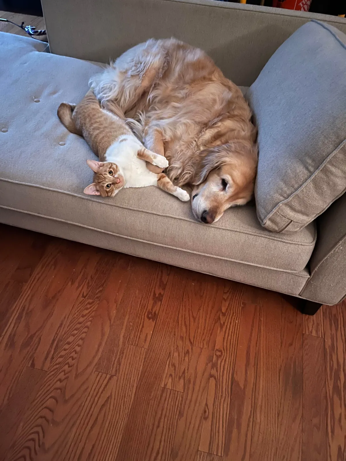 JimJim loves his Clover dog