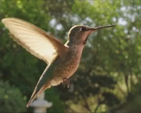 Hummingbird in slow motion