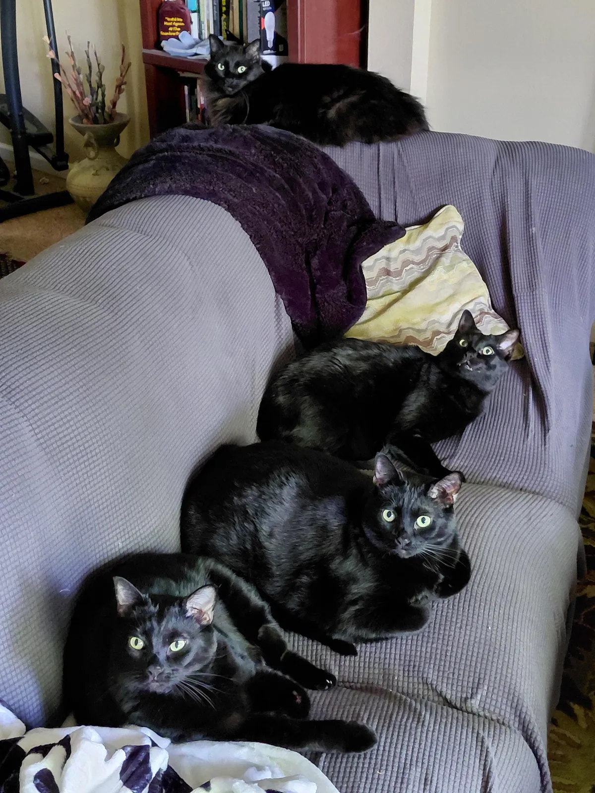 All 4 of my wonderful kitties on the sofa!