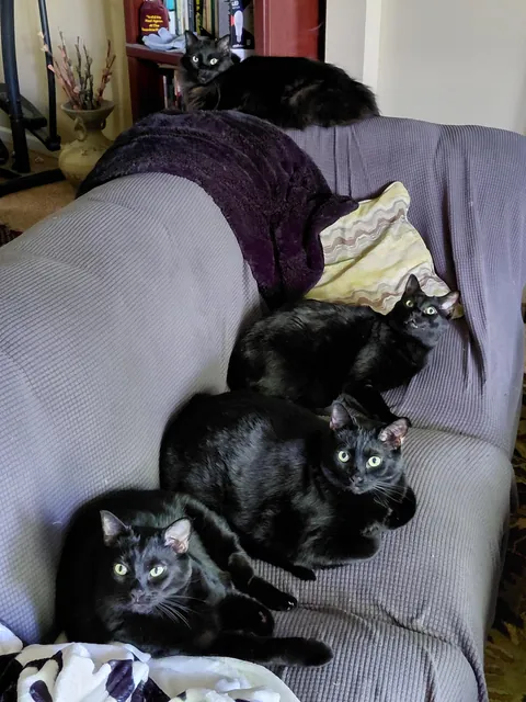 All 4 of my wonderful kitties on the sofa!