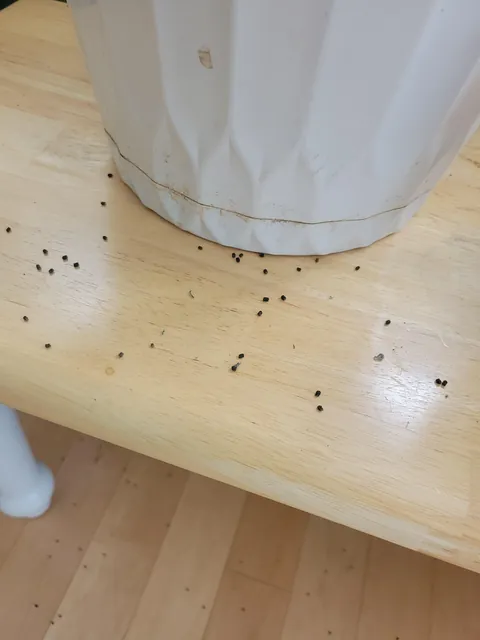 Any idea what these spots are?