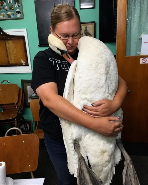 Incase you never knew, this is how swans give hugs