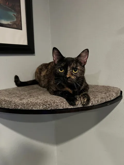 I got a new kitty, meet Luna!