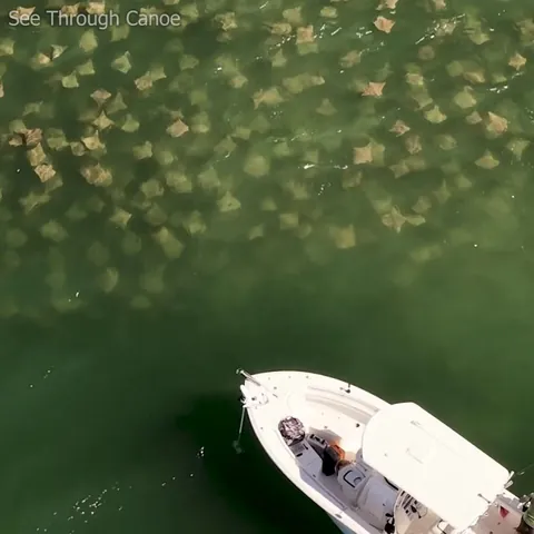 🔥 Huge schools of rays passing through the Tampa Bay area