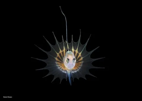 🔥 Transparent/translucent marine life during a blackwater dive off the coast of Kume Island, Japan 🔥