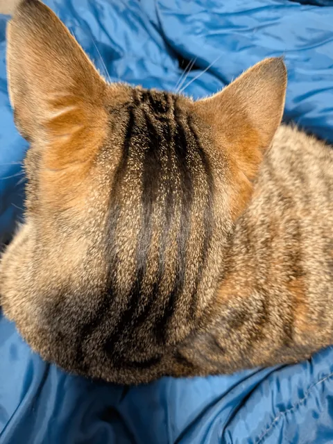 My beautiful tabby Spring, with tiny Lynx tips