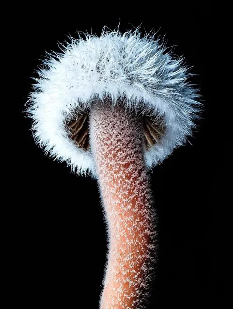 New Zealand photographer takes stunning photos of tiny mushrooms
