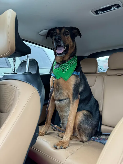 It’s Gary! My goofy, handsome, spoiled boy