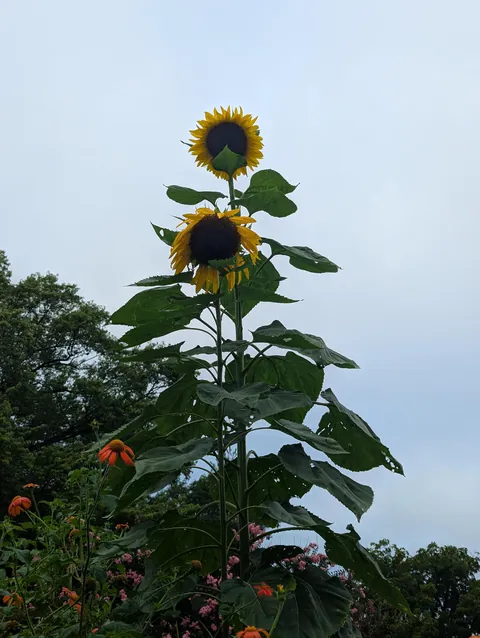 Just wanted to share some pics