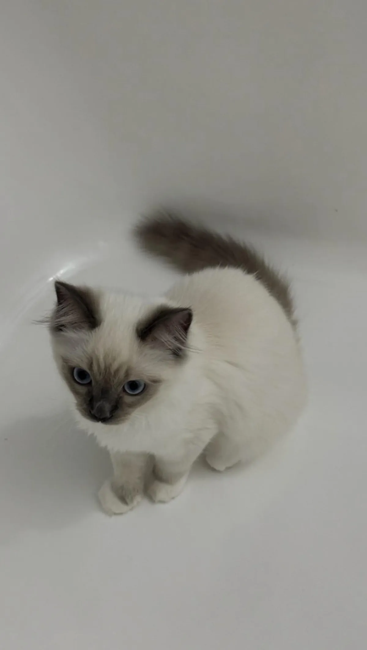 Baby Floof Luna ✨🤍