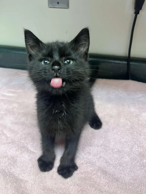 Do y’all ever look at pics of your cats as kittens and get emotional? 🥲