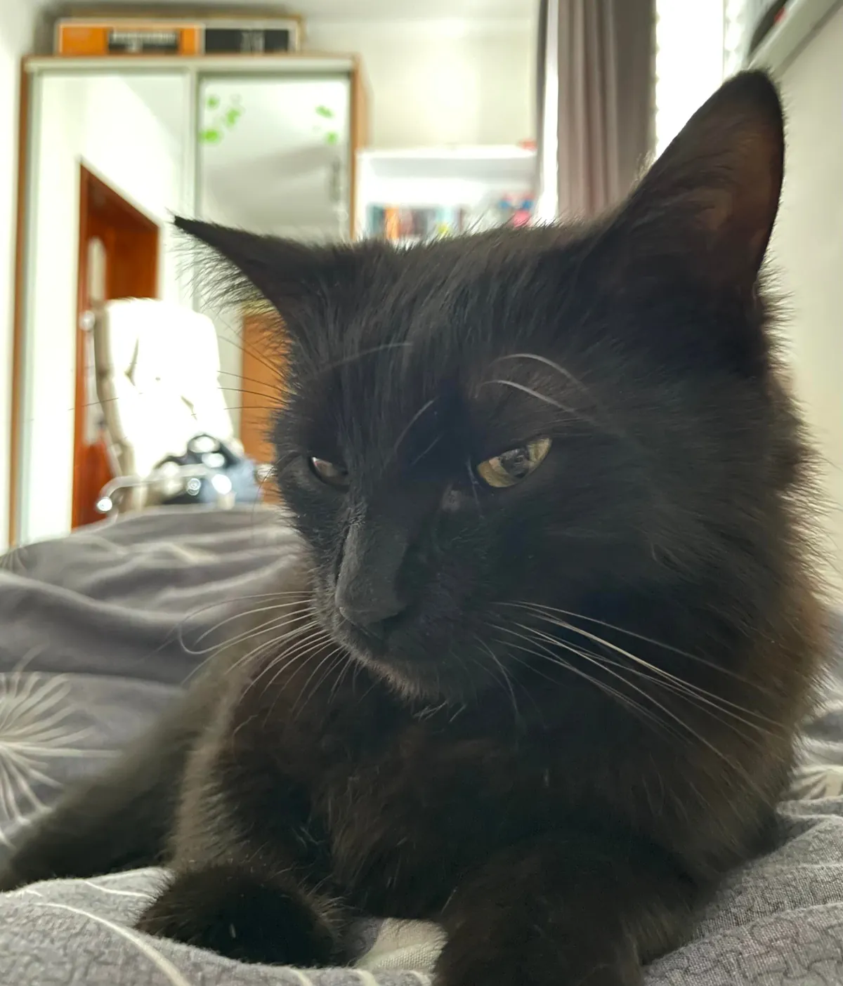 Can you guess my cat’s name just by looking at him? I’m curious about options :)