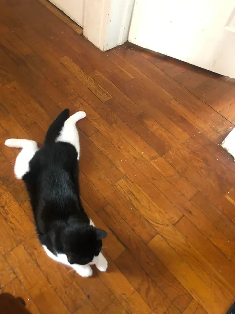 Compilation of my boi  being flat &lt;3