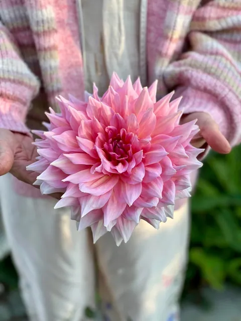 My Fall Garden 💚🌸🧚🍃🍁