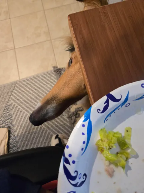 A dog's head leaning on you is the best feeling (bonus gremlin pics)