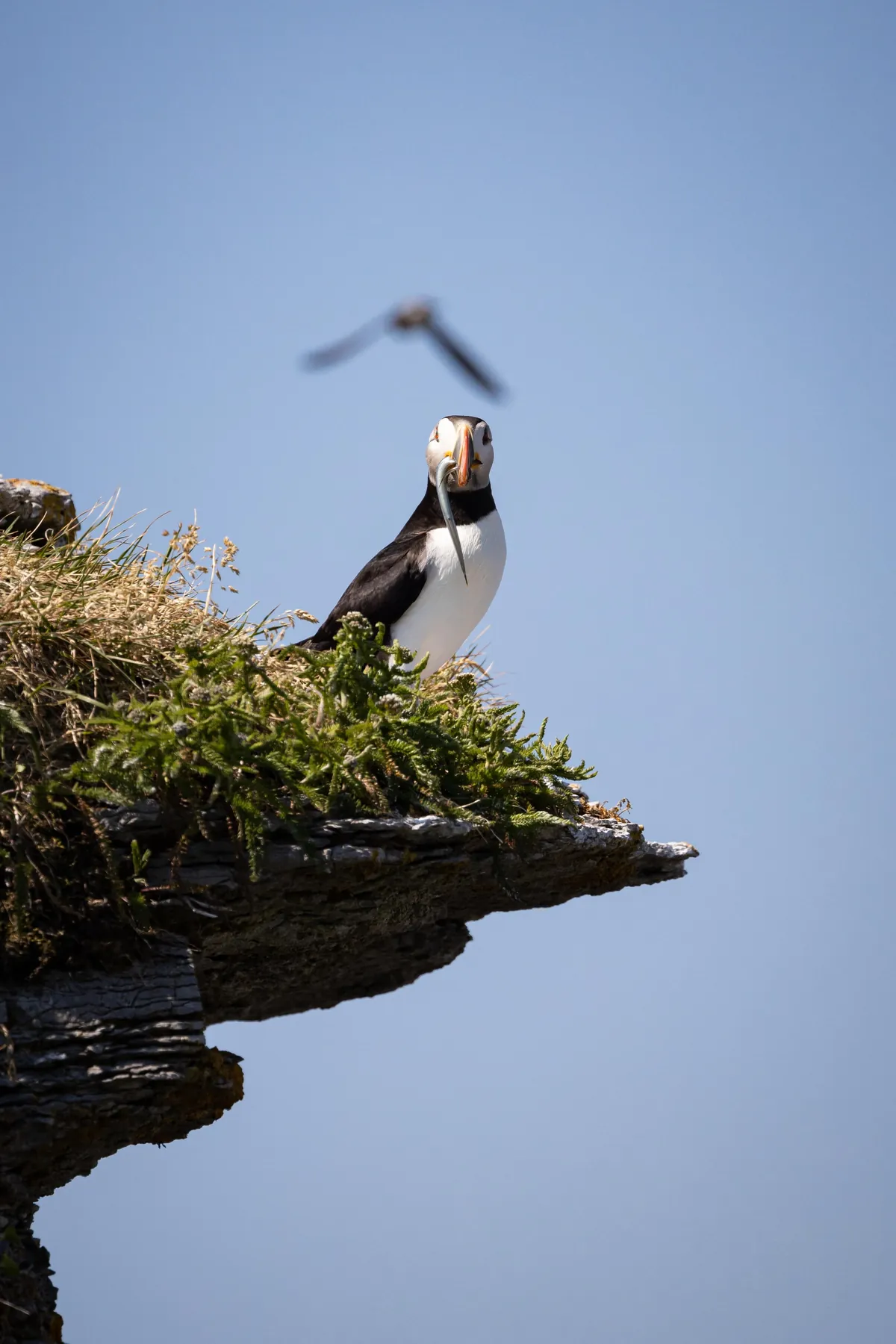 🔥 Atlantic puffin in Mingan Archipelago National Park Reserve 🇨🇦