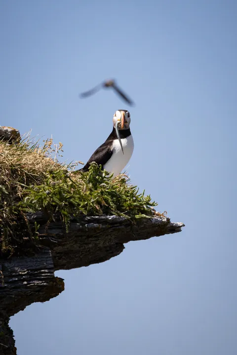 🔥 Atlantic puffin in Mingan Archipelago National Park Reserve 🇨🇦