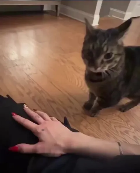 She politely asks for pets 🥰