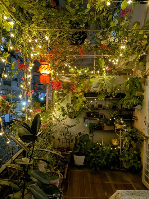 To the third year, diwali lights in my garden. 