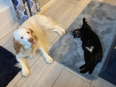 HAPPY BIRTHDAY HELGA! Today our sweet girl turns 6! 💕