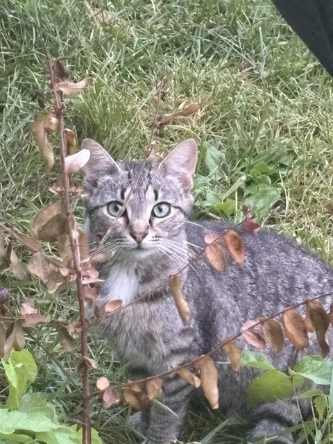 We should normalize cats with human names, I present Rick