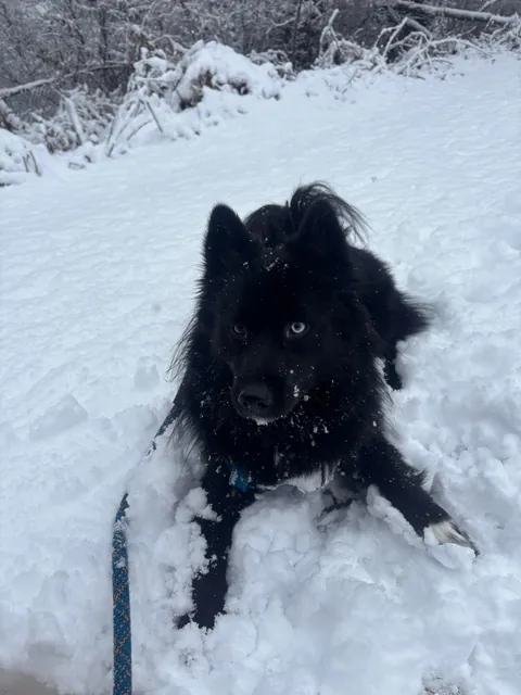 How it started -> How it’s going! Blessed to have found my best friend and adventure partner in a crowded rescue.