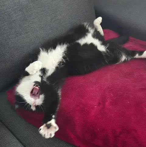 Playing makes you tired 🥱😴😻