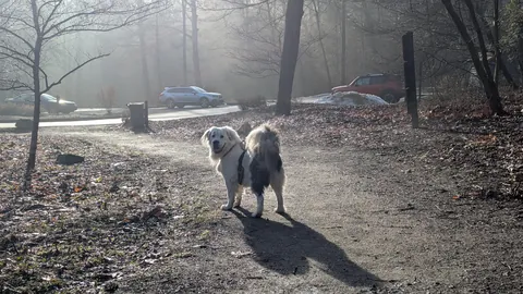 Great Pyranese x Mastiff