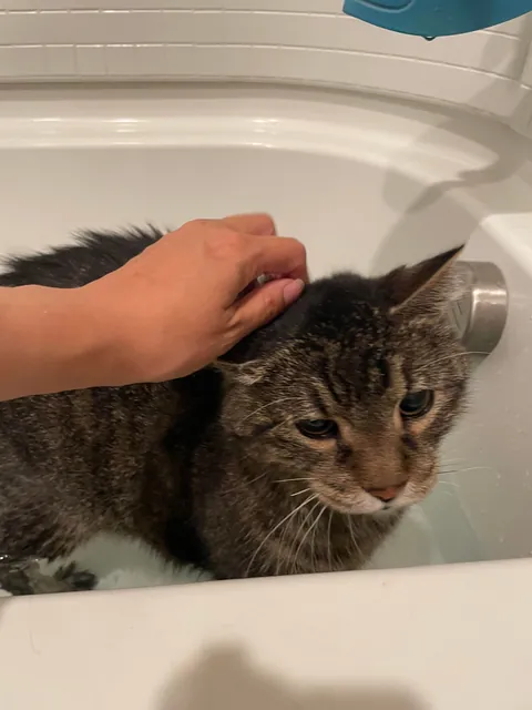 Please give your cat the occasional bath when they are kittens