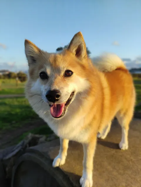 My rare pupper, Piper