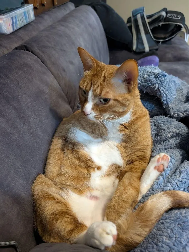 The brain cell left his body mid grooming session and he fell asleep like this 😂