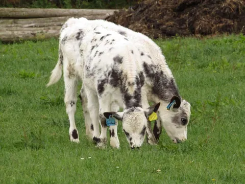 Here are a bunch of pictures of Custard and Cream hanging out with each other! These girls are always together.