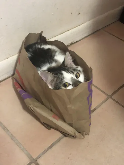 He loves Taco Bell bags