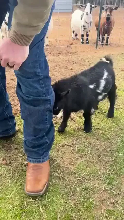 100% attack 0% damage baby goat