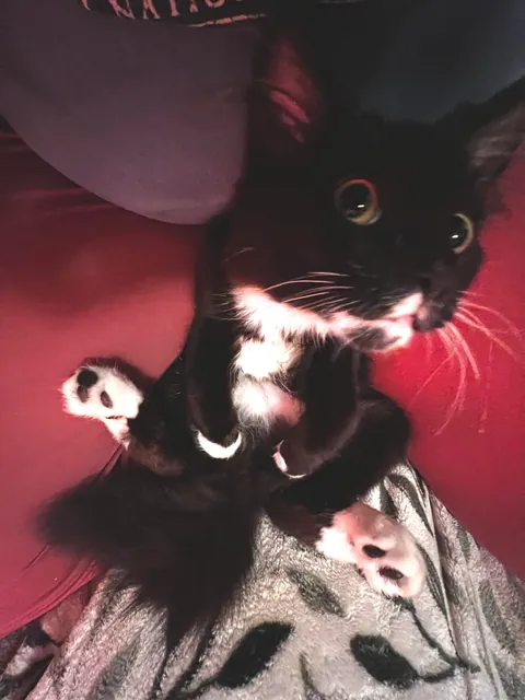 Show me the funniest pictures of your cats