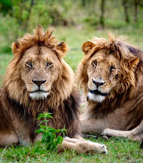 🔥 These Are the Sopa Boys—An Iconic Brotherhood of Four Male Lions That Hunt Together Across Kenya’s Maasai Mara