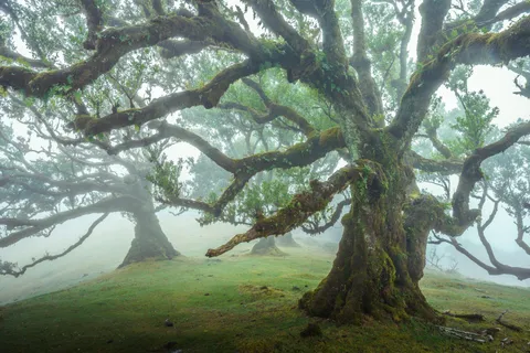 These elderly trees are amongst the most beautiful trees I've ever seen, Madeira, Portugal (1920x1280)[OC]