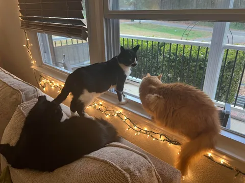 Cosmo’s ✨transformation✨