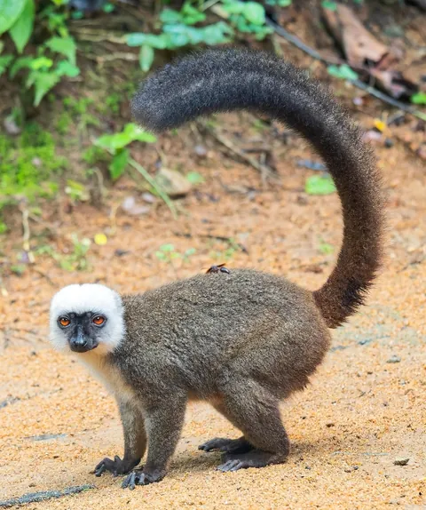 Madagascar : a dying Eden.  It needs you.