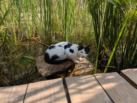 The huge collection of cats I found on my adventure to Turkey😅😊